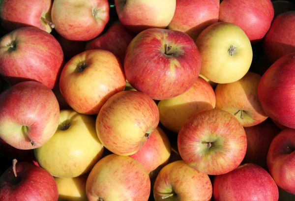 Äpfel nach Wahl des Chefs